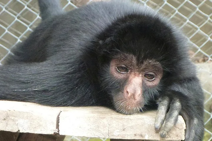Una vista de cerca de un mono araña negro descansando sobre una plataforma de madera.